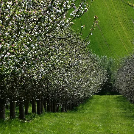 Bowhayes Farm - Camping & Glamping - Bell Tents - Cider Orchard Venn Ottery Exterior photo
