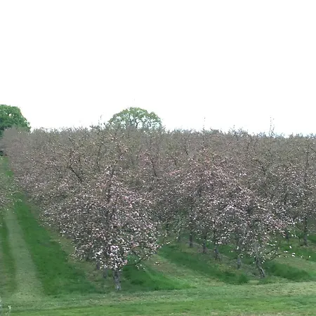 Bowhayes Farm - Camping & Glamping - Bell Tents - Cider Orchard Venn Ottery Exterior photo