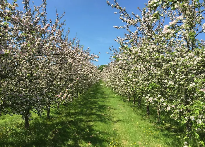 Bowhayes Farm - Camping & Glamping - Bell Tents - Cider Orchard