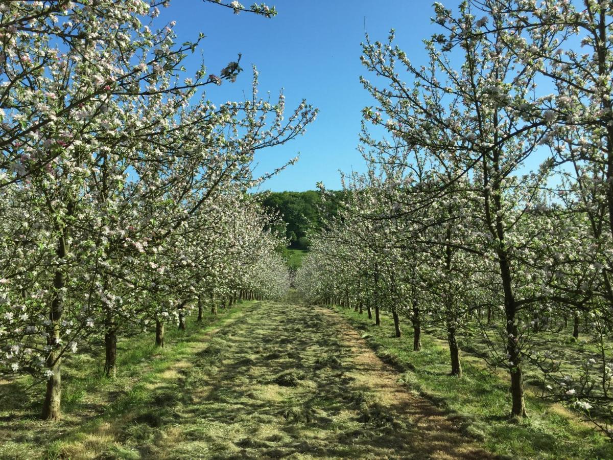Luxury tent Bowhayes Farm - & Glamping - Bell Tents - Cider Orchard