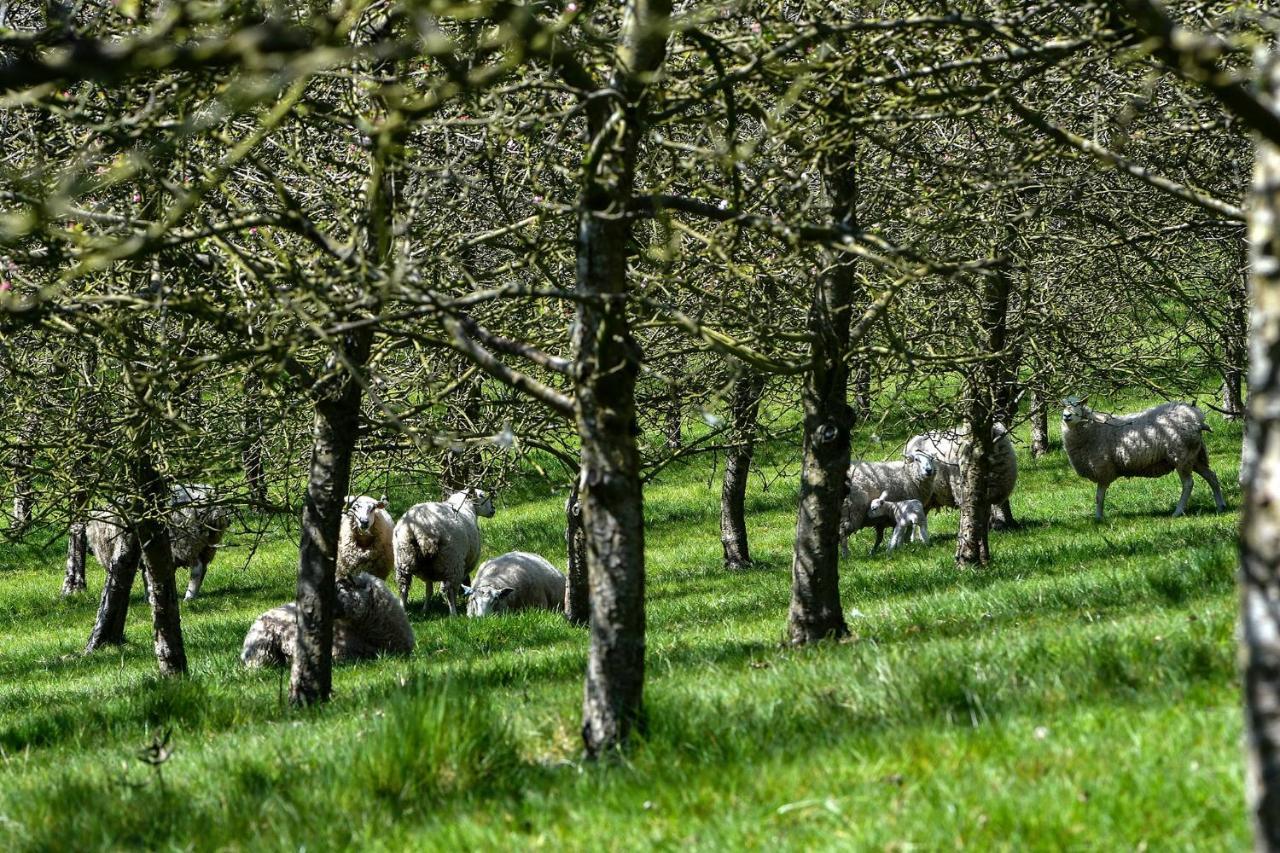 Bowhayes Farm - & Glamping - Bell Tents - Cider Orchard Luxury tent