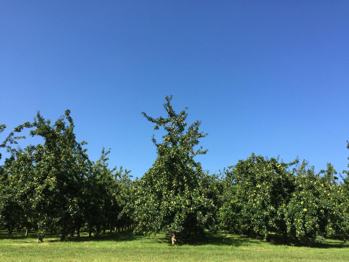Bowhayes Farm - & Glamping - Bell Tents - Cider Orchard * Venn Ottery