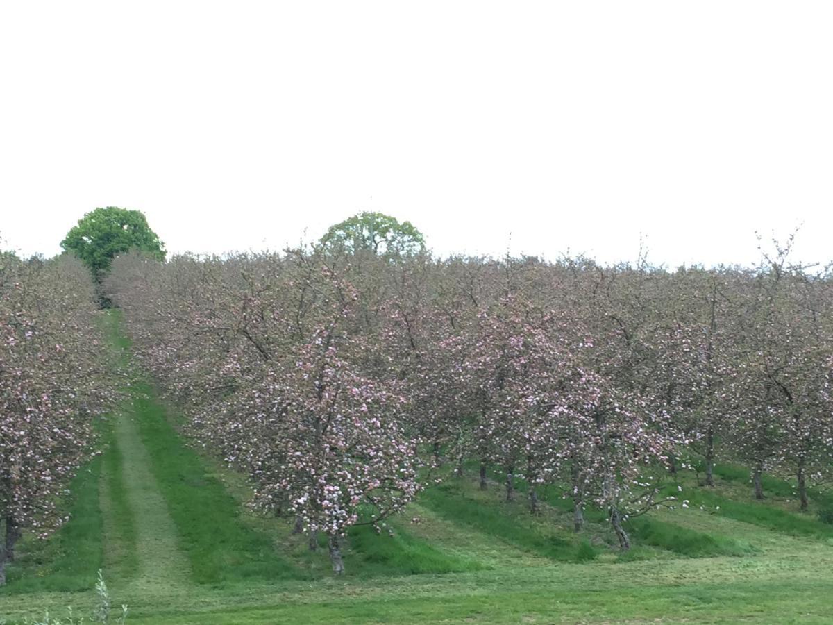 Luxury tent Bowhayes Farm - & Glamping - Bell Tents - Cider Orchard