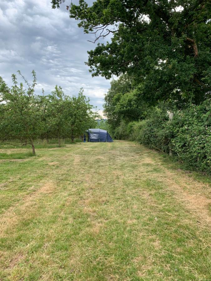 Bowhayes Farm - & Glamping - Bell Tents - Cider Orchard Luxury tent *
