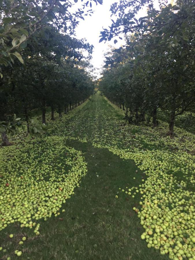 Bowhayes Farm - & Glamping - Bell Tents - Cider Orchard *