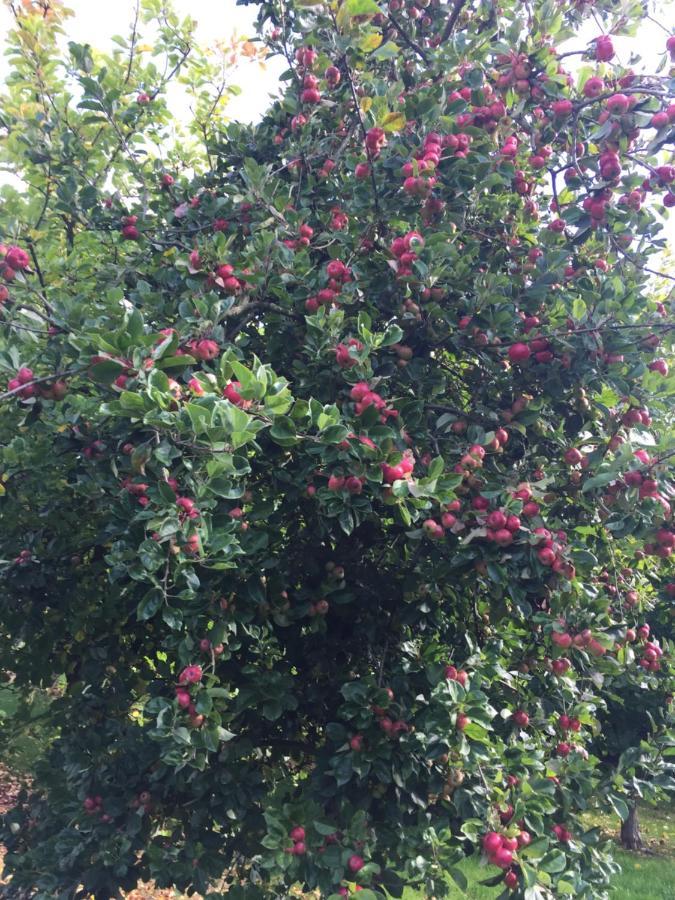Bowhayes Farm - & Glamping - Bell Tents - Cider Orchard * Venn Ottery